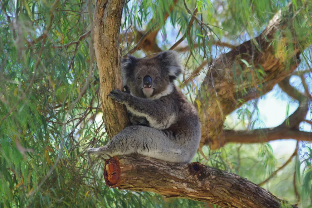 Best Time to Visit Adelaide