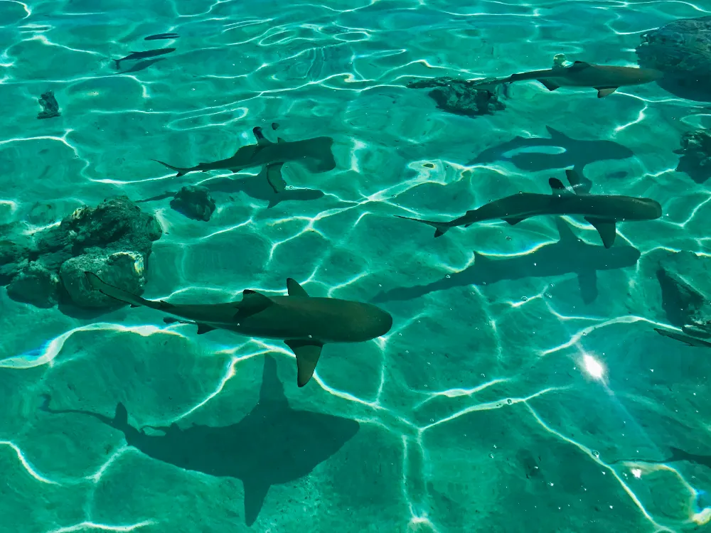 Best Time to Visit Bora Bora? The Ultimate Guide 2025