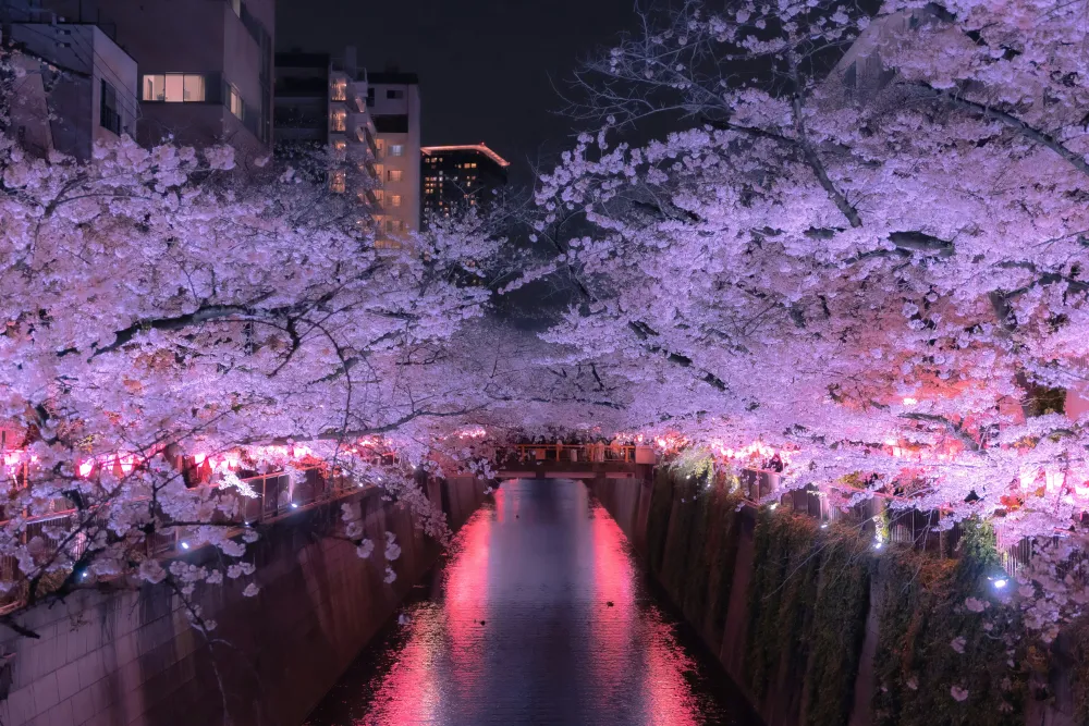 best time to visit japan for cherry blossoms