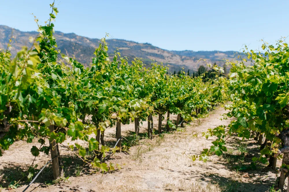 Best Time to Visit Napa Valley