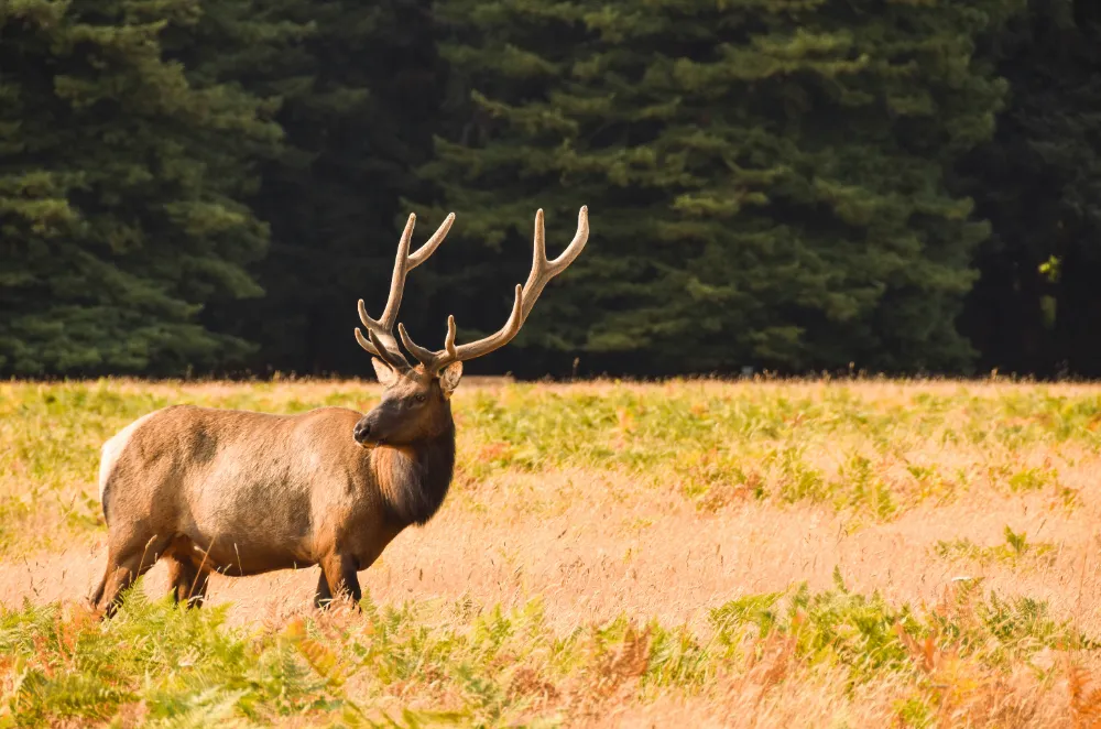 best time to visit redwood national park