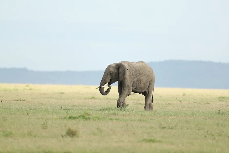 A majestic elephant in the vast grasslands of the Masai Mara, Kenya